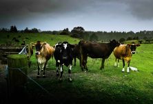 cows behind fence -  new zealand.jpg